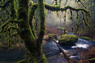 Mossy forest stream nature jungle - mossy free wallpaper for desktop