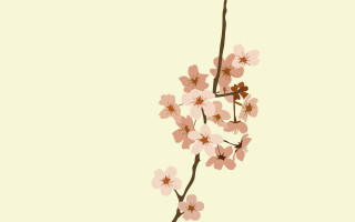 Branch pink flowers light background - a branch free wallpaper for desktop
