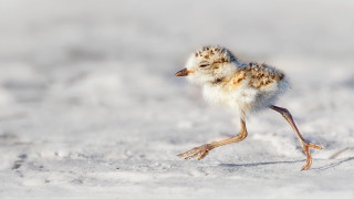 Small bird snow field blurry - its leg free wallpaper