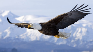 Bald eagle flying mountain range 4 - white cloud free wallpaper