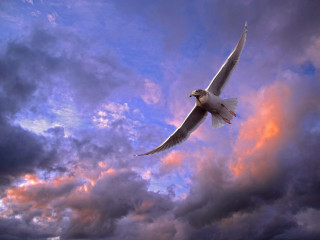 White bird red beak flying - a red beak free wallpaper