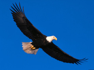 Bald eagle soaring blue sky 2 - americo makk free wallpaper