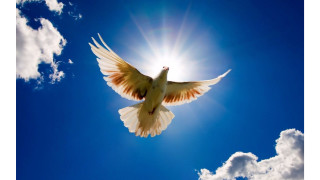 White bird flying blue sky 4 - radiant light free wallpaper