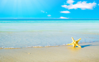 Starfish beach ocean blue sky - blue sky above free wallpaper