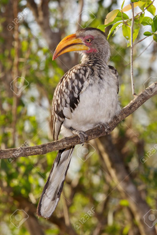 Bird long beak branch tree 6 - free bird wallpaper for mobile