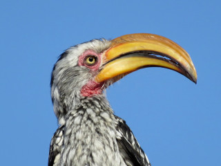 Bird beak blue sky outdoors - a close up of a bird free wallpaper