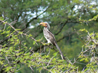Bird perched branch beak blurry - male free wallpaper