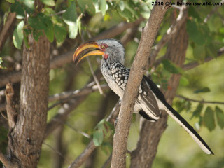 Bird yellow beak tree branch - a tree branch in a forest free wallpaper