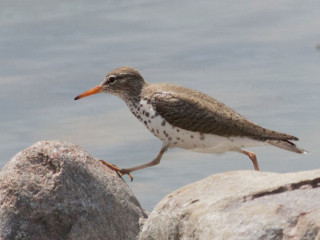Bird rock water beak chica - the waters edge free wallpaper