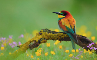 Colorful bird flower field butterfly - a colorful bird free wallpaper