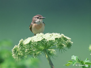Small bird green plant white - a green plant free wallpaper