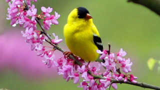 Yellow bird branch purple flowers - a yellow bird free wallpaper