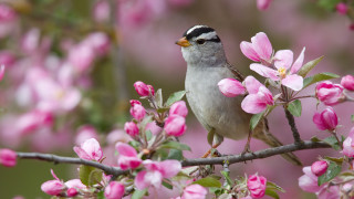 Bird branch pink flowers blurry - the background of the photo free wallpaper