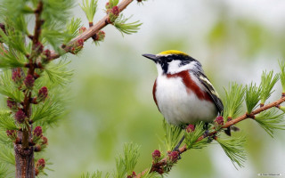 Bird perched pine tree cones - yellow beak free wallpaper