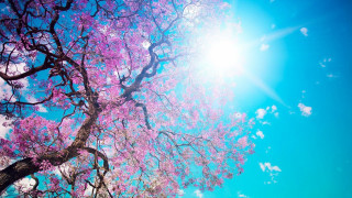 Purple flower tree sun blue 2 - purple flower free wallpaper for desktop
