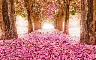 Path trees pink flowers light - the ground and a light free wallpaper