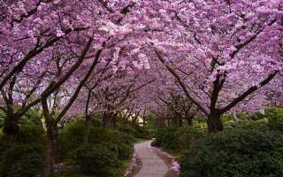 Pathway lined with trees purple - free spring wallpaper