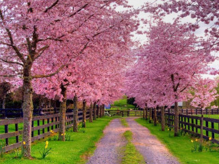 Dirt road fence trees pink 2 - the fence free wallpaper