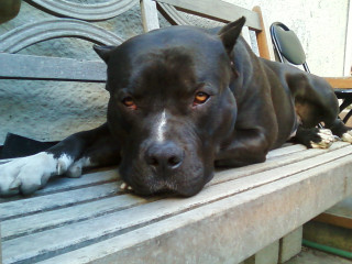 Dog laying bench paw nose - a bench free wallpaper