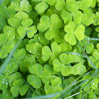 Close up green clovers water - free nature wallpaper for tablet