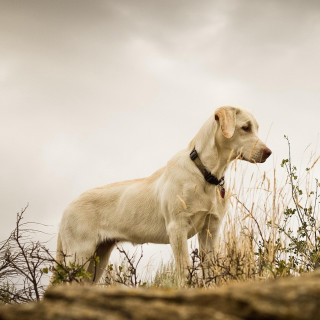 Dog hill cloudy sky bush - free dogs wallpaper for tablet