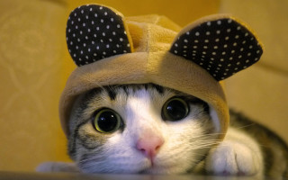 Cat mouse hat table mouse - big free wallpaper