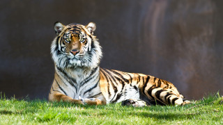 Tiger laying grass wall rock - a tiger free wallpaper for desktop
