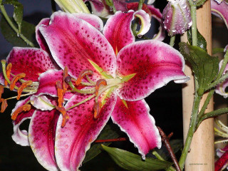 Flower water droplets macro plant - anne rigney free wallpaper for desktop