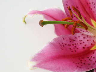 Pink flower yellow stamen black - a yellow staman free wallpaper
