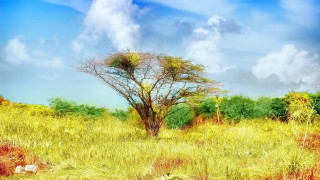 Tree field grass sky background - environmental free wallpaper