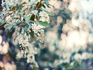 Close up tree white flowers - the branch free wallpaper for desktop