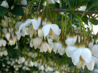 White flowers bird branch garden - branch free wallpaper