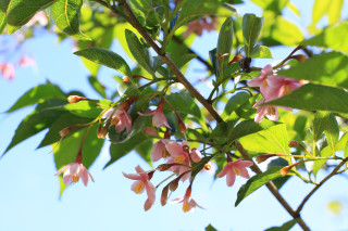 Pink flowers green leaves blue 6 - branch free wallpaper for desktop