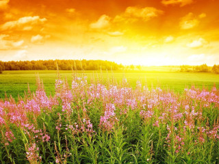 Field flowers sunset clouds red - a red sky free wallpaper