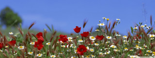 Wildflowers daisies blue sky field - bernd fasching free wallpaper