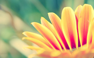 Yellow flower closeup blurry background 3 - summer vibrancy free wallpaper