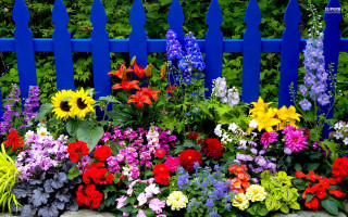 Blue fence colorful flowers garden - rich vivid color free wallpaper