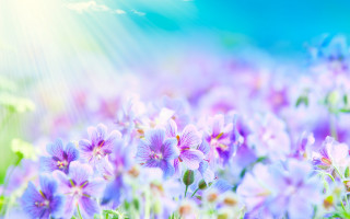 Purple field sunshine blue sky - the cloud free wallpaper for desktop