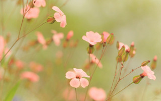 Pink flowers grass macro blurry - soft free wallpaper