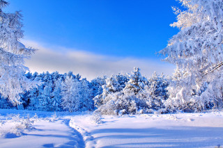 Snowy landscape trees trail blue - free winter wallpaper