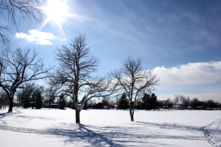 Sunny snowy park trees snow - tree and snow free wallpaper