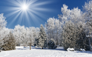Sunny winter day snow covered 2 - a bright sun free wallpaper