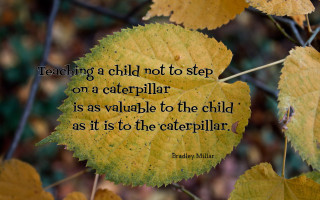 Leaf quote teaching child caterpillar - a leaf free wallpaper