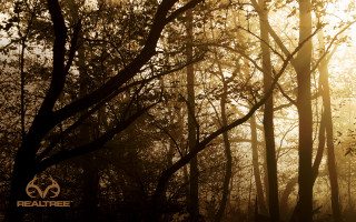 Forest sunlight trees leaves branches - volumetric light free wallpaper