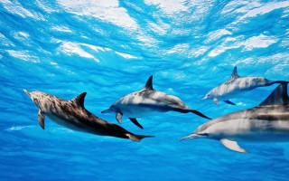 Dolphins swimming ocean sunlight person 3 - a person swimming free wallpaper
