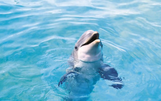 Dolphin swimming blue pool mouth - a blue pool of water free wallpaper
