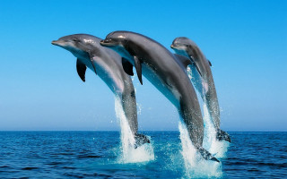 Dolphins jumping ocean blue sky 11 - two dolphin free wallpaper