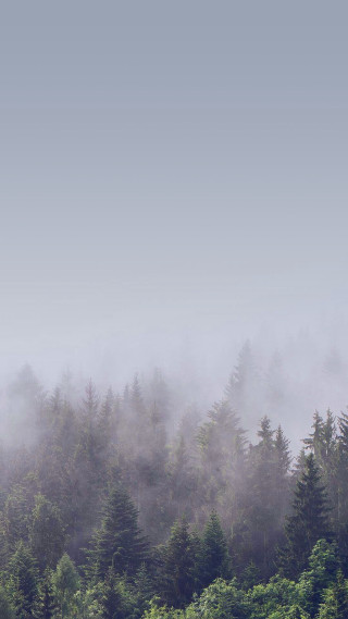 Foggy forest trees plane blue - a few tree free wallpaper for mobile