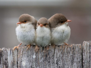 Three little birds sitting on 3 - the other free wallpaper