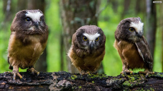Three owls tree branch woods - institutional free wallpaper